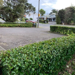 Hedge Trimming