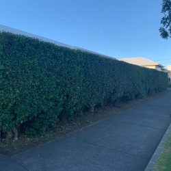 Hedge Trimming