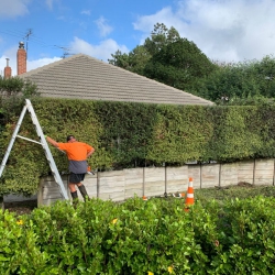 Hedge Trimming