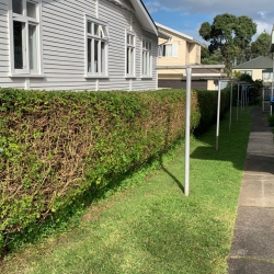 Hedge Trimming