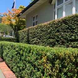 Hedge Trimming