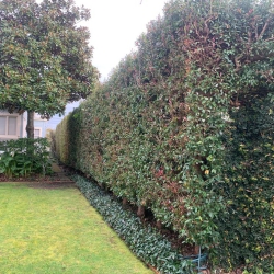 Hedge Trimming