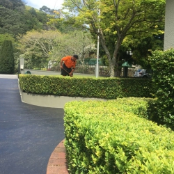 Hedge Trimming