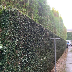 Hedge Trimming