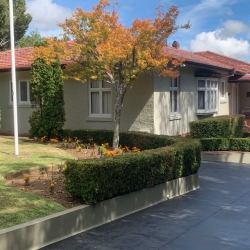 Hedge Trimming