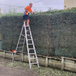 Hedge Trimming