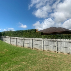 Hedge Trimming