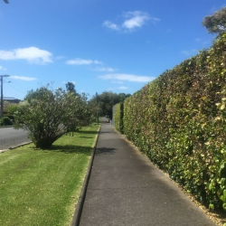 Hedge Trimming