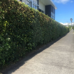 Hedge Trimming