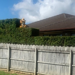 Hedge Trimming