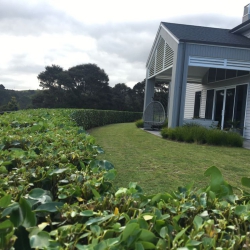 Hedge Trimming