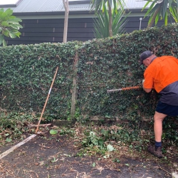 Hedge Trimming