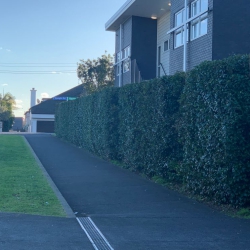 Hedge Trimming